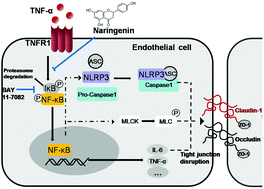 Graphical abstract: Naringenin prevents TNF-α-induced gut-vascular barrier disruption associated with inhibiting the NF-κB-mediated MLCK/p-MLC and NLRP3 pathways