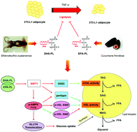 Graphical abstract: Docosahexaenoic acid-enriched phospholipids and eicosapentaenoic acid-enriched phospholipids inhibit tumor necrosis factor-alpha-induced lipolysis in 3T3-L1 adipocytes by activating sirtuin 1 pathways