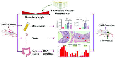 Graphical abstract: Short-term intake of Lactiplantibacillus plantarum ZDY2013 fermented milk promotes homoeostasis of gut microbiota under enterotoxigenic Bacillus cereus challenge