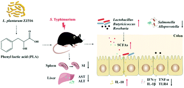Graphical abstract: Phenyl lactic acid alleviates Samonella Typhimurium-induced colitis via regulating microbiota composition, SCFA production and inflammatory responses