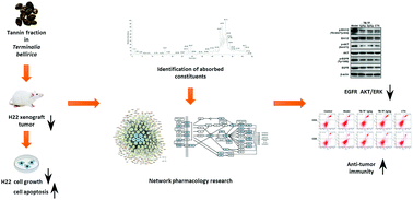 Graphical abstract: Tannins in Terminalia bellirica inhibit hepatocellular carcinoma growth by regulating EGFR-signaling and tumor immunity