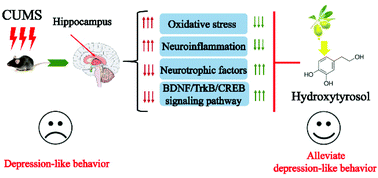 Graphical abstract: Hydroxytyrosol alleviates oxidative stress and neuroinflammation and enhances hippocampal neurotrophic signaling to improve stress-induced depressive behaviors in mice