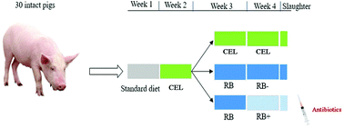 Graphical abstract: The role of rye bran and antibiotics on the digestion, fermentation process and short-chain fatty acid production and absorption in an intact pig model