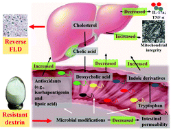Graphical abstract: Modulation of the fecal microbiome and metabolome by resistant dextrin ameliorates hepatic steatosis and mitochondrial abnormalities in mice