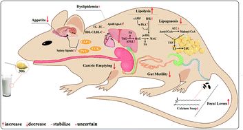 Graphical abstract: New insights into the digestion and bioavailability of a high-melting-temperature solid triacylglycerol fraction in bovine milk fat