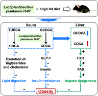 Graphical abstract: Lactiplantibacillus plantarum H-87 prevents high-fat diet-induced obesity by regulating bile acid metabolism in C57BL/6J mice
