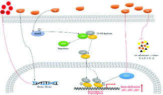 Graphical abstract: l-Threonine upregulates the expression of β-defensins by activating the NF-κB signaling pathway and suppressing SIRT1 expression in porcine intestinal epithelial cells