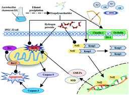 Graphical abstract: Exopolysaccharides produced by Lactobacillus rhamnosus GG alleviate hydrogen peroxide-induced intestinal oxidative damage and apoptosis through the Keap1/Nrf2 and Bax/Bcl-2 pathways in vitro