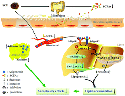 Graphical abstract: A flavonoid-rich Smilax china L. extract prevents obesity by upregulating the adiponectin-receptor/AMPK signalling pathway and modulating the gut microbiota in mice