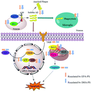 Graphical abstract: A comparative study of the effects of phosphatidylserine rich in DHA and EPA on Aβ-induced Alzheimer's disease using cell models