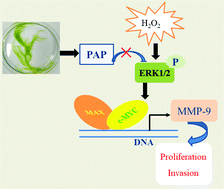 Graphical abstract: Polysaccharides from Ulva prolifera O.F. Müller inhibit cell proliferation via activating MAPK signaling in A549 and H1650 cells