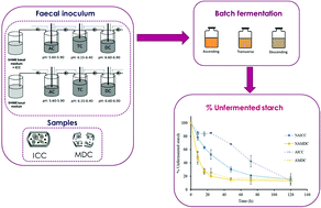 Graphical abstract: In vitro colonic fermentation of red kidney beans depends on cotyledon cells integrity and microbiota adaptation