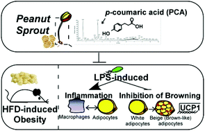 Graphical abstract: Peanut sprout rich in p-coumaric acid ameliorates obesity and lipopolysaccharide-induced inflammation and the inhibition of browning in adipocytes via mitochondrial activation