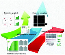 Graphical abstract: Ginsenoside CK induces apoptosis of human cervical cancer HeLa cells by regulating autophagy and endoplasmic reticulum stress