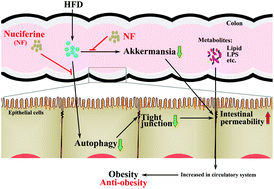 Graphical abstract: Nuciferine improves high-fat diet-induced obesity via reducing intestinal permeability by increasing autophagy and remodeling the gut microbiota