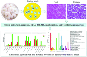 Graphical abstract: Label-free proteomic analysis revealed the mechanisms of protein oxidation induced by hydroxyl radicals in whiteleg shrimp (Litopenaeus vannamei) muscle