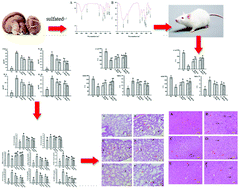 Graphical abstract: Protective effects of sulfated polysaccharides from Lentinula edodes on the lung and liver of MODS mice