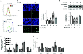Graphical abstract: Kaempferol attenuates diquat-induced oxidative damage and apoptosis in intestinal porcine epithelial cells