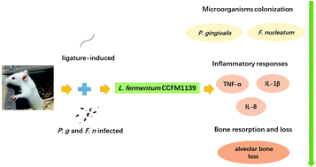 Graphical abstract: Effects of Limosilactobacillus fermentum CCFM1139 on experimental periodontitis in rats