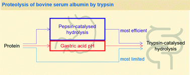 Graphical abstract: Protein acidification and hydrolysis by pepsin ensure efficient trypsin-catalyzed hydrolysis
