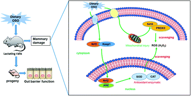 Graphical abstract: Exposure to oxidized soybean oil induces mammary mitochondrial injury in lactating rats and alters the intestinal barrier function of progeny