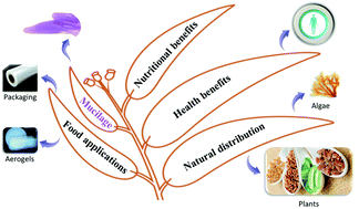 Graphical abstract: Mucilage as a functional food hydrocolloid: ongoing and potential applications in prebiotics and nutraceuticals