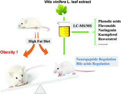 Graphical abstract: Leaf extract from Vitis vinifera L. reduces high fat diet-induced obesity in mice