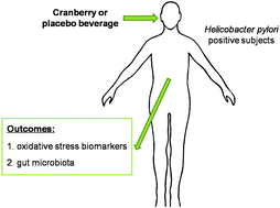 Graphical abstract: Effects of cranberry beverages on oxidative stress and gut microbiota in subjects with Helicobacter pylori infection: a randomized, double-blind, placebo-controlled trial
