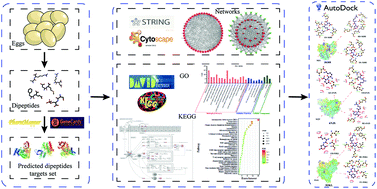 Graphical abstract: Potential targets and the action mechanism of food-derived dipeptides on colitis: network pharmacology and bioinformatics analysis