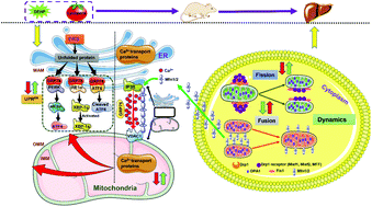 Graphical abstract: Role of mitochondria-endoplasmic reticulum coupling in lycopene preventing DEHP-induced hepatotoxicity