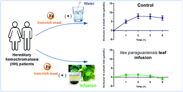 Graphical abstract: Ilex paraguariensis (A. St.-Hil.) leaf infusion decreases iron absorption in patients with hereditary hemochromatosis: a randomized controlled crossover study