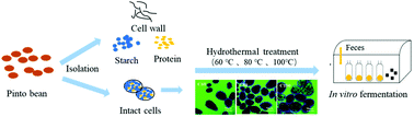 Graphical abstract: Cell wall permeability of pinto bean cotyledon cells regulate in vitro fecal fermentation and gut microbiota