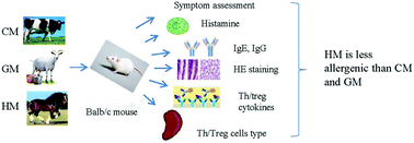 Graphical abstract: Comparison of allergenicity among cow, goat, and horse milks using a murine model of atopy