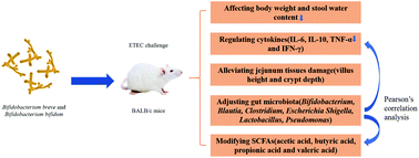 Graphical abstract: Protective effect of Bifidobacterium bifidum FSDJN7O5 and Bifidobacterium breve FHNFQ23M3 on diarrhea caused by enterotoxigenic Escherichia coli