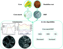 Graphical abstract: Effect of dandelion root polysaccharide on the pasting, gelatinization, rheology, structural properties and in vitro digestibility of corn starch