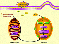 Graphical abstract: Zeaxanthin promotes browning by enhancing mitochondrial biogenesis through the PKA pathway in 3T3-L1 adipocytes