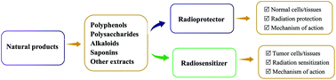 Graphical abstract: Potential of natural products as radioprotectors and radiosensitizers: opportunities and challenges