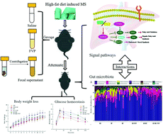 Graphical abstract: Polysaccharide from Flammulina velutipes attenuates markers of metabolic syndrome by modulating the gut microbiota and lipid metabolism in high fat diet-fed mice