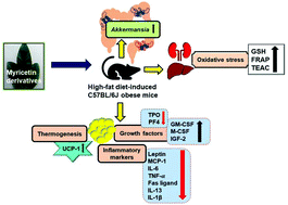 Graphical abstract: Amelioration of high-fat diet-induced obesity and its associated complications by a myricetin derivative-rich fraction from Syzygium malaccense in C57BL/6J mice