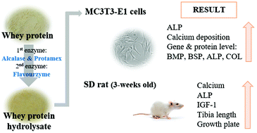 Graphical abstract: Stimulating effect of whey protein hydrolysate on bone growth in MC3T3-E1 cells and a rat model