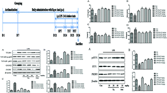 Graphical abstract: S-equol, a metabolite of dietary soy isoflavones, alleviates lipopolysaccharide-induced depressive-like behavior in mice by inhibiting neuroinflammation and enhancing synaptic plasticity