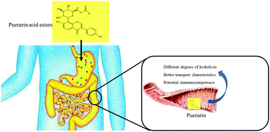Graphical abstract: Evaluation of the digestion and transport profiles and potential immunocompetence of puerarin and its acylated derivatives