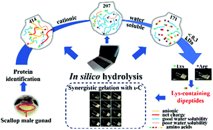 Graphical abstract: In silico-screened cationic dipeptides from scallop with synergistic gelation effect on ι-carrageenan