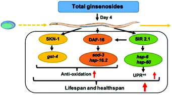 Graphical abstract: Ginsenoside extract from ginseng extends lifespan and health span in Caenorhabditis elegans
