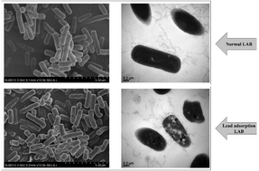 Graphical abstract: Lactobacillus fermentum CQPC08 protects rats from lead-induced oxidative damage by regulating the Keap1/Nrf2/ARE pathway