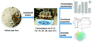 Graphical abstract: Physicochemical property changes and aroma differences of fermented yellow pea flours: role of Lactobacilli and fermentation time