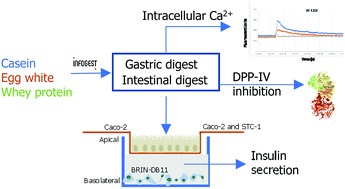 Graphical abstract: In vitro dipeptidyl peptidase IV inhibitory activity and in situ insulinotropic activity of milk and egg white protein digests