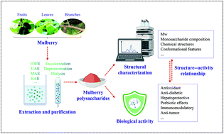 Graphical abstract: Recent advances on bioactive polysaccharides from mulberry