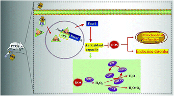 Graphical abstract: Genistein exhibits therapeutic potential for PCOS mice via the ER-Nrf2-Foxo1-ROS pathway