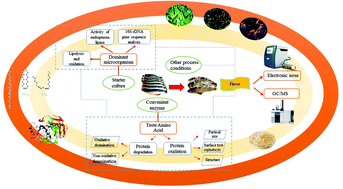 Graphical abstract: The relationship between flavor formation, lipid metabolism, and microorganisms in fermented fish products